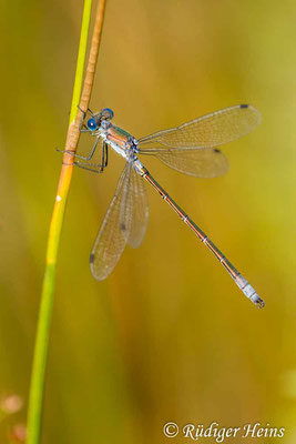 Lestes dryas (Glänzende Binsenjungfer) Männchen, 17.8.2017