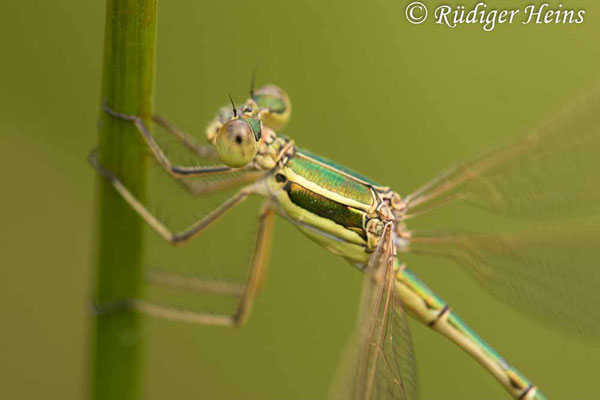 Lestes barbarus (Südliche Binsenjungfer) Männchen, 11.7.2021 - Makroobjektiv 180mm f/3.5