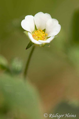 Potentilla sterilis (Erdbeer-Fingerkraut)