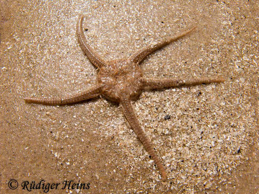 Ophiura ophiura (Gewöhnlicher Schlangenstern), 13.7.2008