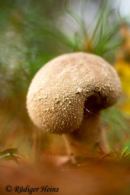 Lycoperdon excipuliforme (Beutel-Stäubling), 26.10.2017