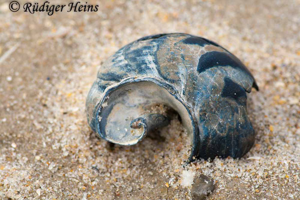 Buccinum undatum (Wellhornschnecke), 16.7.2008