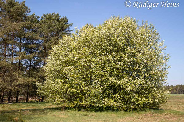 Prunus padus (Gewöhnliche Traubenkirsche)