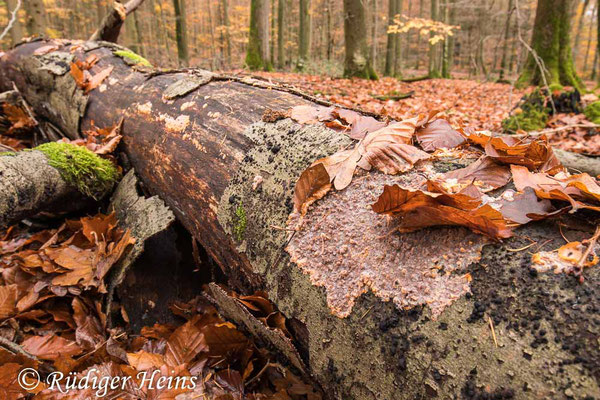 Orangeroter Kammpilz (Phlebia radiata), 15.11.2024 - Weitwinkelzoom 16-35mm f/4