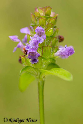 Prunella vulgaris (Gemeine Braunelle), 13.7.2013