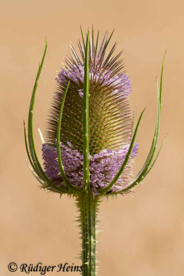 Dipsacus fullonum, Wilde Karde