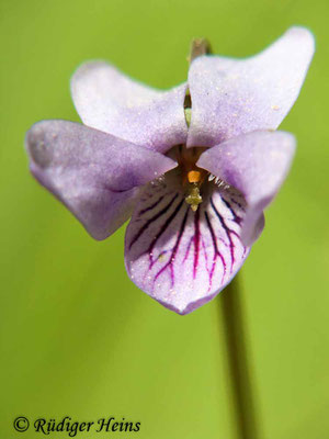 Viola palustris (Sumpf-Veilchen), 1.5.2011