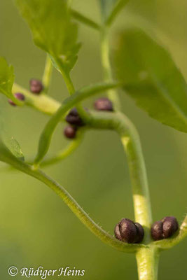 Cardamine bulbifera (Zwiebel-Zahnwurz), 21.4.2020