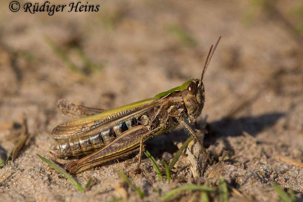 Chorthippus brunneus (Brauner Grashüpfer) Weibchen, 5.9.2017