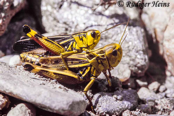 Arcyptera fusca (Große Höckerschrecke) Paarung, 12.8.1993 (Scan vom Dia)