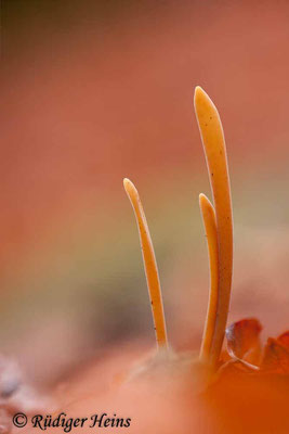 Macrotyphula fistulosa (Röhrige Keule), 23.12.2018