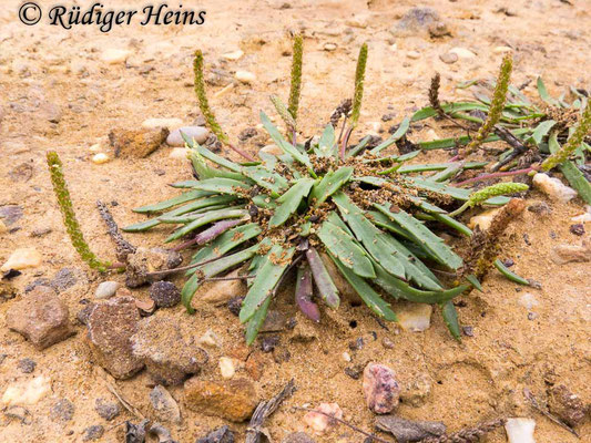 Plantago coronopus (Krähenfuß-Wegerich), 25.9.2016