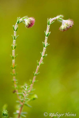 Erica tetralix, Glocken-Heide