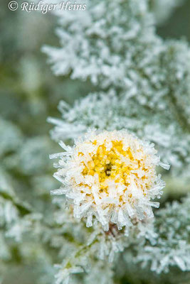 Tanacetum vulgare (Rainfarn), 19.11.2022