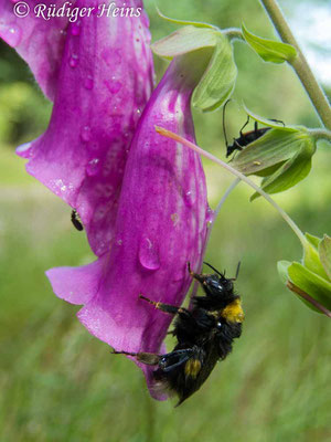 Roter Fingerhut Blüte mit Hummel, 17.6.2024 - Olympus Tough TG-5