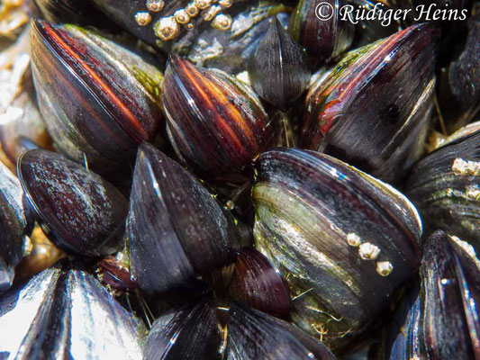 Mytilus edulis (Gemeine Miesmuschel), 25.9.2016