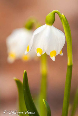 Leucojum vernum (Frühlingsknotenblume oder Märzenbecher)