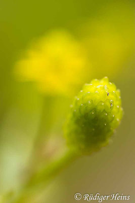 Ranunculus sceleratus (Gift-Hahnenfuß)