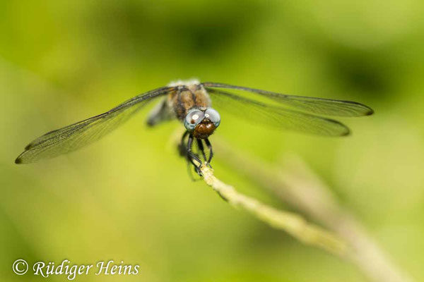 Libellula fulva, Spitzenfleck, Männchen