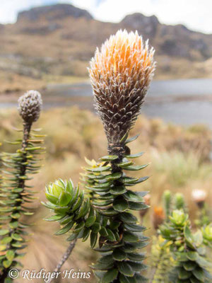 Chuquiraga jussieui (Andenblume)