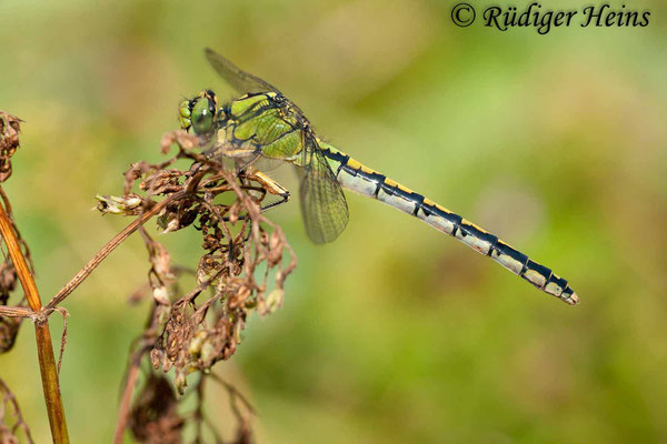 Ophiogomphus cecilia (Grüne Flussjungfer) Weibchen, 24.8.2011