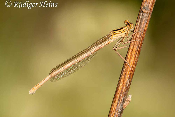 Platycnemis pennipes (Blaue Federlibelle) Weibchen, 4.6.2011