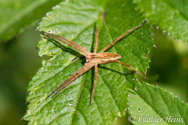 Pisaura mirabilis (Listspinne)