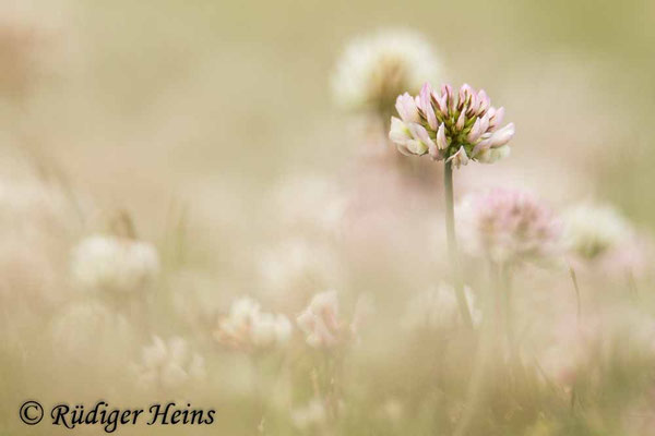 Trifolium repens (Weißklee)