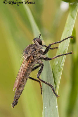 Neoepitriptus arthriticus (Seiden-Raubfliege) Männchen