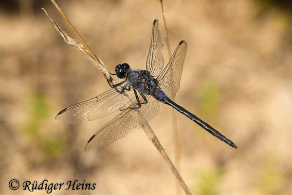 Orthetrum trinacria (Langer Blaupfeil) Männchen, 24.6.2018