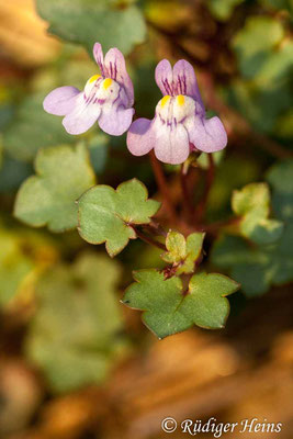 Cymbalaria muralis (Zimbelkraut), 15.10.2010