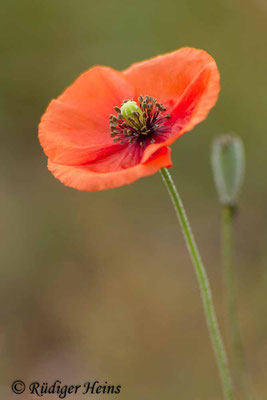 Papaver dubium, Saat-Mohn
