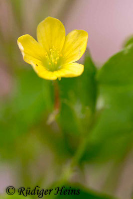 Oxalis corniculata (Horn-Sauerklee), 19.7.2018