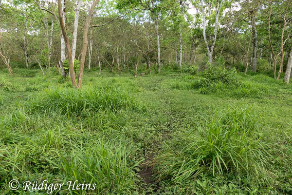 Chelonoidis porteri (Santa-Cruz-Riesenschildkröte) Habitat, 15.2.2020