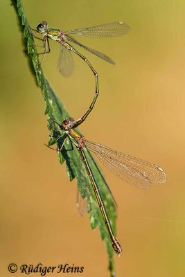 Chalcolestes viridis (Westliche Weidenjungfer) Tandem, 16.9.2012