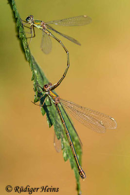 Chalcolestes viridis (Westliche Weidenjungfer) Tandem