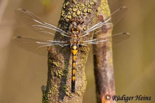 Leucorrhinia rubicunda (Nordische Moosjungfer) junges Weibchen, 20.4.2011