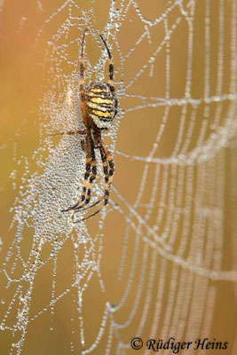 Argiope bruennichi (Zebraspinne, Wespenspinne)