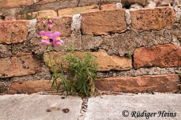 Antirrhinum majus (Großes Löwenmaul), 24.6.2021