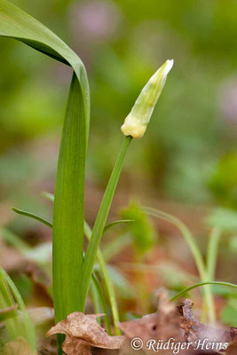 Allium paradoxum (Wunder-Lauch), 12.4.2015