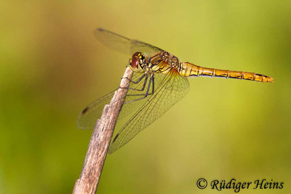 Sympetrum sanguineum (Blutrote Heidelibelle) Weibchen, 19.7.2017