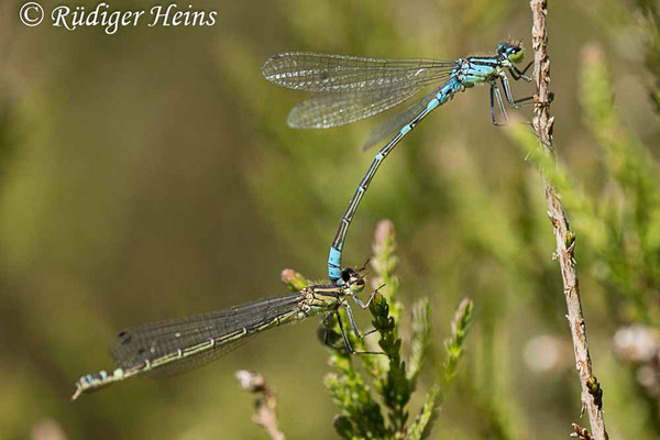 Coenagrion lunulatum (Mond-Azurjungfer) Tandem, 15.5.2025