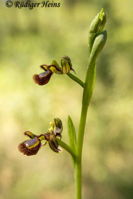 Ophrys speculum (Spiegel-Ragwurz)
