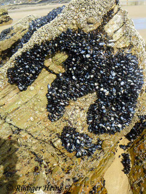 Mytilus edulis (Gemeine Miesmuschel)