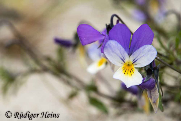 Viola tricolor var. maritima (Dünen-Stiefmütterchen), 20.5.2021