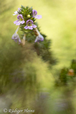 Euphrasia stricta (Steifer Augentrost), 15.9.2022