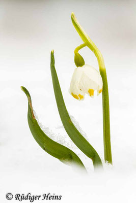 Leucojum vernum (Frühlingsknotenblume oder Märzenbecher)