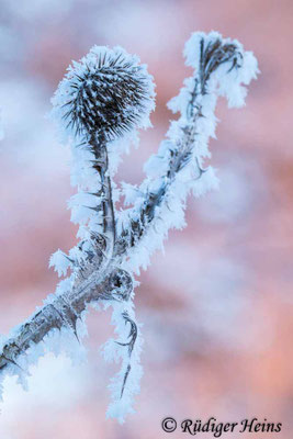 Onopordum acanthium (Gewöhnliche Eselsdistel), 31.1.2021