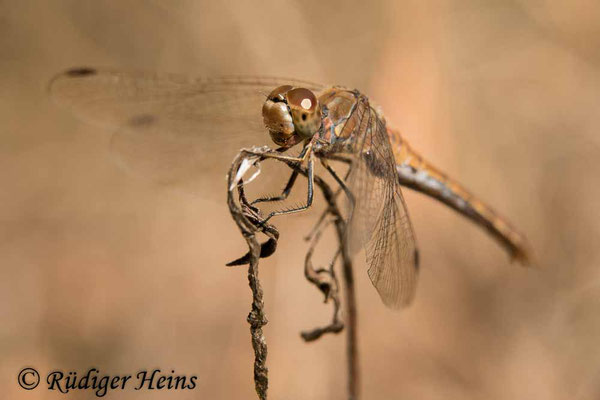 Sympetrum vulgatum (Gemeine Heidelibelle) Weibchen, 30.9.2018