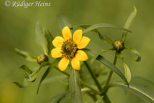 Bidens cernua (Nickender Zweizahn)